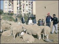  - Des �tables polluent le centre-ville