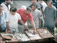  - La sardine, les Am�ricains et la dynamite