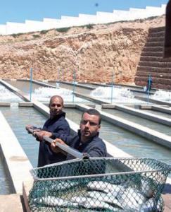 A�n T�mouchent : une premi�re ferme aquacole entre en production de poissons Actu Ouest : les autres articles