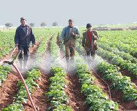 Mostaganem : Les translaminaires pour éradiquer le mildiou Mostaganem : Les translaminaires pour éradiquer le mildiou