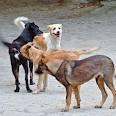 El Euch - Les chiens errants font peur � El Medjaz