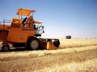 C�r�aliculture : un rendement moyen de 30 quintaux � l'hectare attendu � Ouargla