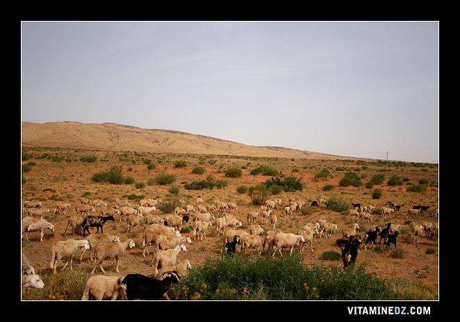 Naama - Troupeau de moutons pr�s de Assela