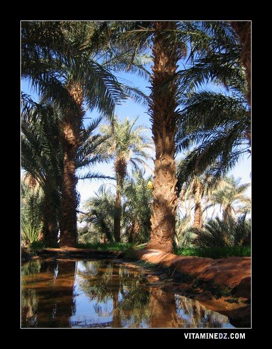 L'une des plus belle oasis de Lichta 