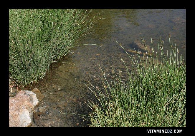 Naama - Caract�ristiques �cologiques de Ain Warka, 
