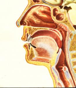 Avis d\'Ouverture du cabinet médical ORL :            Dr  BENKENIDA FAYCAL,  Ancien médecin chef ORL hôpital Dr OKBI W. Guelma.