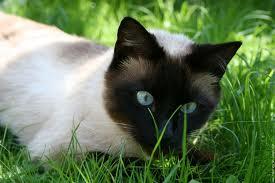 Cherche chats siamois