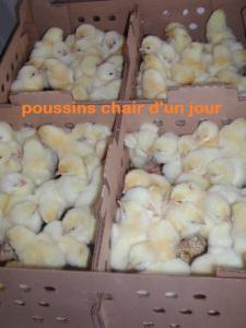 SIFAAC ACCOUVAGE ALGERIE