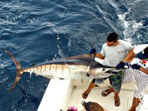 produits fruits de mer et surtout corail