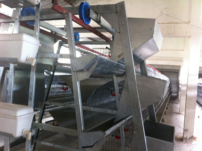 Batterie poule pondeuse