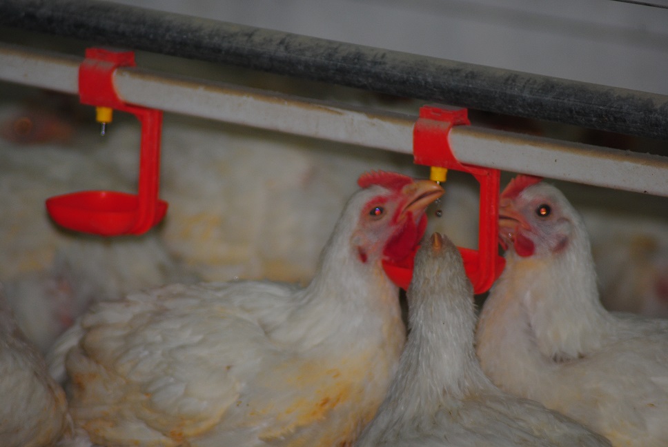 Système d’alimentation et d'abreuvement de poulet de chair