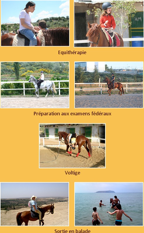 Formation équestre à Tlemcen, visitez école cheval