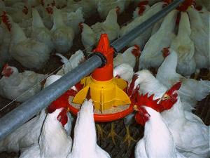 Système d’alimentation et d'abreuvement de poulet de chair