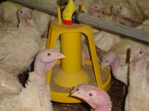 Système d’alimentation et d'abreuvement de dinde