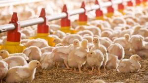 Système d’alimentation de dinde.model italien