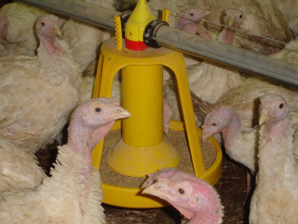 Système d’alimentation et d'abreuvement de dinde