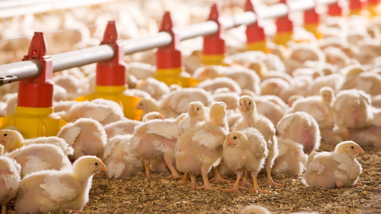 Système d’alimentation de dinde.model italien