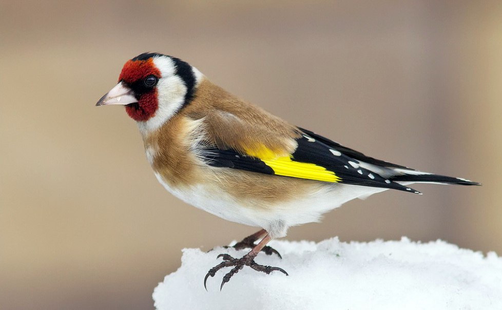 homme cherche deuxième femme pour mariage