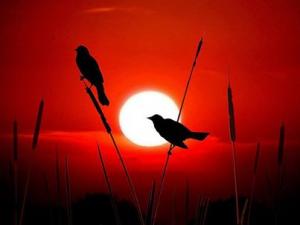 JE CHERCHE UN HOMME POUR MOI UN MARIAGE HALAL