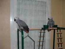 donne perroquets gris du gabon