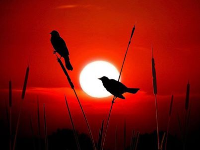 JE CHERCHE UN HOMME POUR MOI UN MARIAGE HALAL