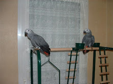 donne perroquets gris du gabon