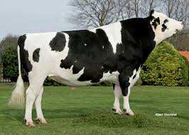 la vente d'une vache