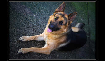 vente mazda e2200 annee 1997