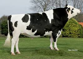 la vente d'une vache