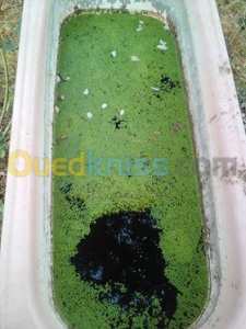 احصل على 100قنطار علف شهريا باستعمال عدس الماء 0551335126