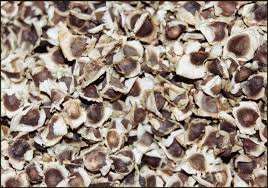 المورينجا 0551335126