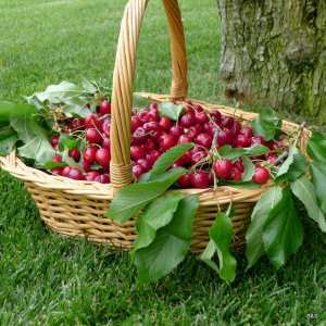 8è édition du Festival de la cerise de Tlemcen