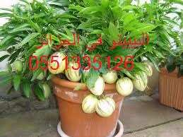 خدمات فلاحية