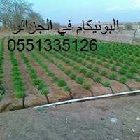 زراعة البونيكام في الجزائر 0551335126///0699167419