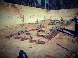 Jardinage à El-Kalaa · Organisé par Colibris Vert