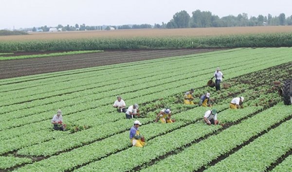 إيطاليا تفتح أبواب التوظيف للجزائريين