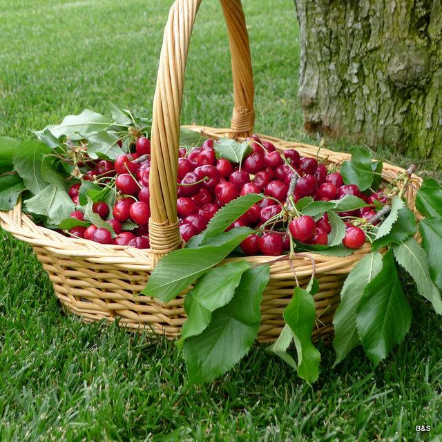 8è édition du Festival de la cerise de Tlemcen