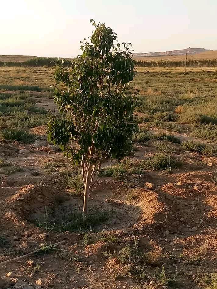 أرض فلاحية للبيع عين وساره تقدر مساحتها ب45هكتار