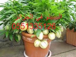 خدمات فلاحية