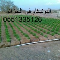 زراعة البونيكام في الجزائر 0551335126///0699167419