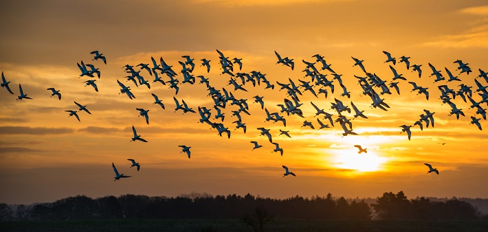 Concours national pour la meilleure photo d’oiseaux migrateurs