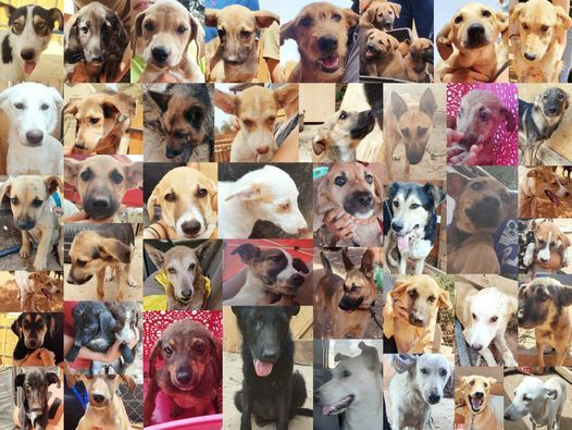 Journée mondiale contre la rage 2021