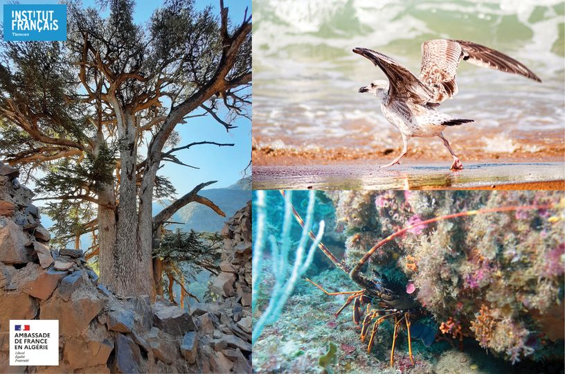Institut Français Tlemcen : semaine de la biodiversité