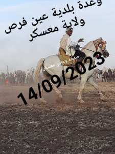 وعدة  بلدية عين فراس ولاية معسكر