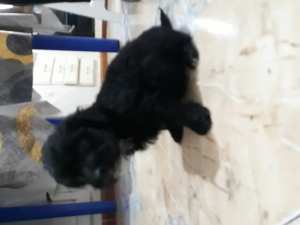 Vente caniche male