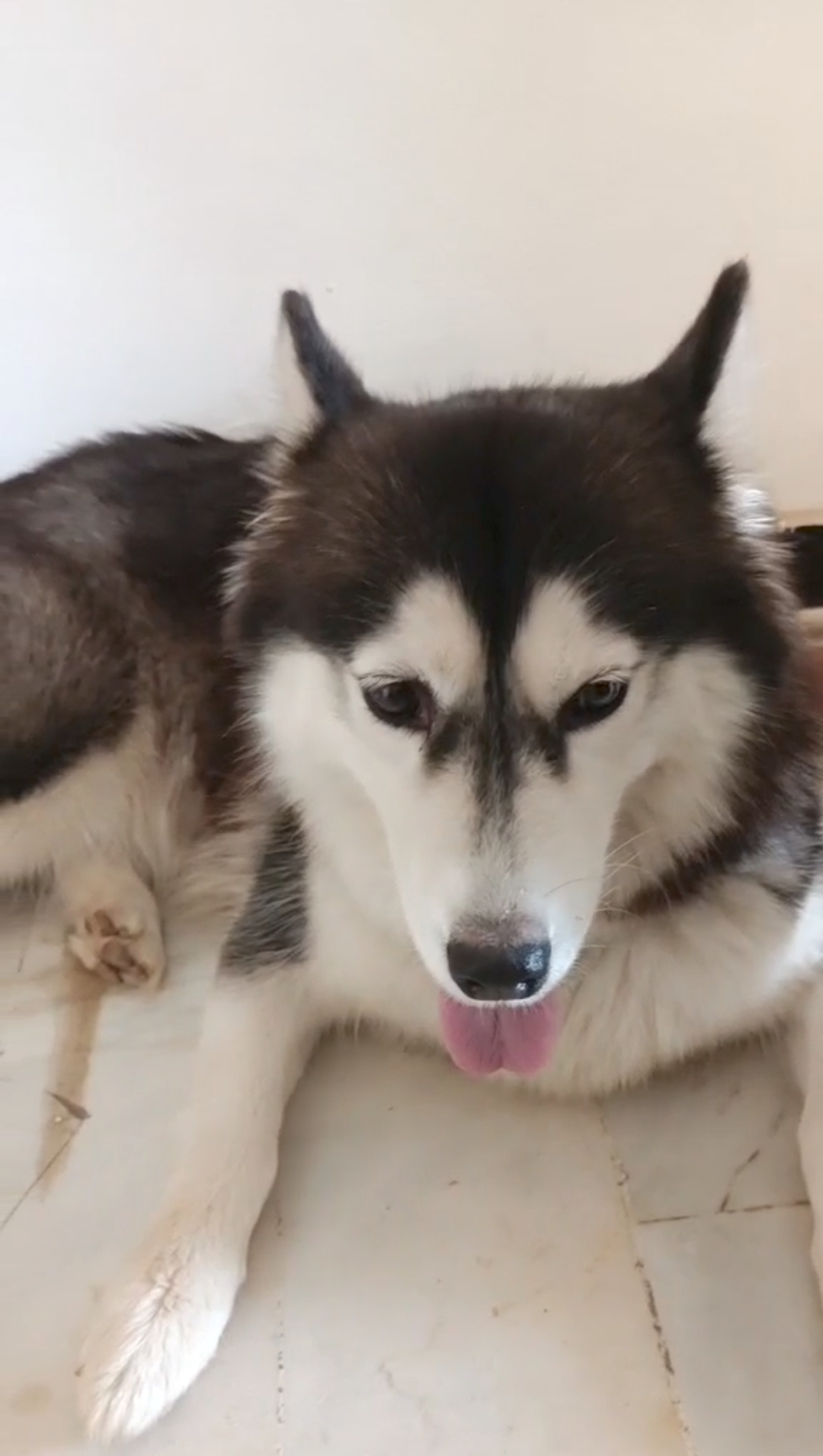 Recherche d'une chienne HUSKY