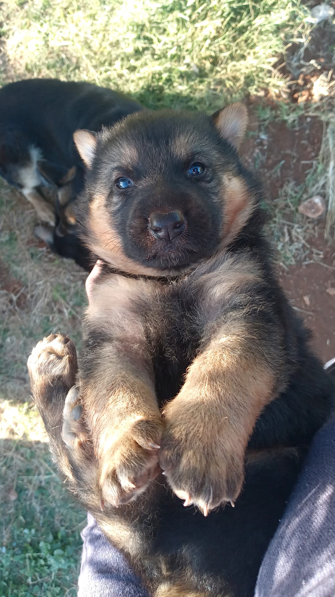 Chiots Berger 1 mois, Oran