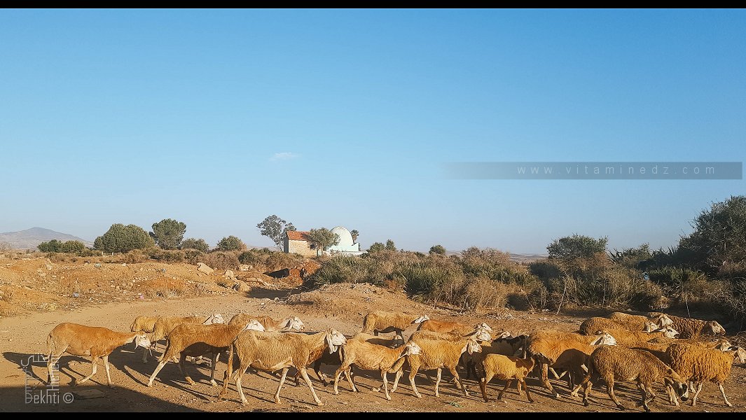 Recensement des Marabouts de la Wilaya de Ain Témouchent