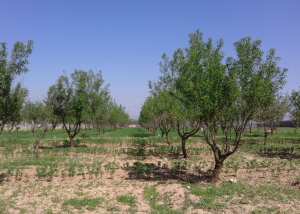 Tlemcen (Hennaya) Petite Terre agricole en vente - تلمسان (حنايا) أرض زراعية صغيرة للبيع