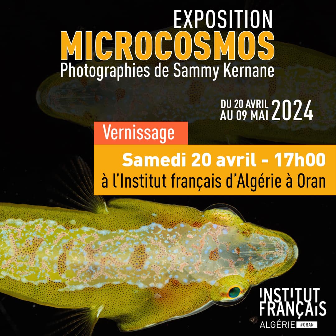 Institut français d'Algérie à Oran 📸🌿 Venez découvrir « Microcosmos » , l'exposition photo de Sammy Kernane !